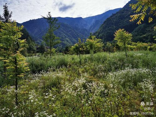 耿达黄草坪,熊猫基地