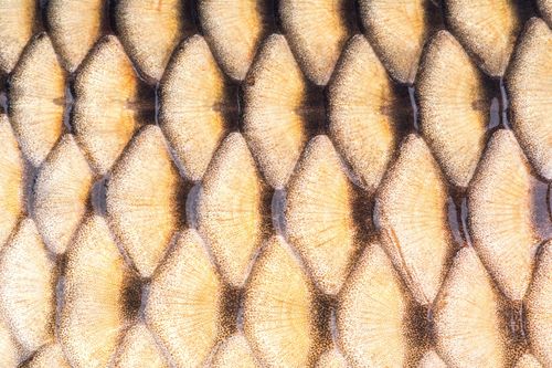 鱼,鳞片,背景,鲤鱼,特写