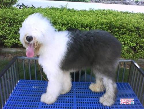 古代牧羊犬 古牧价格 古牧多少