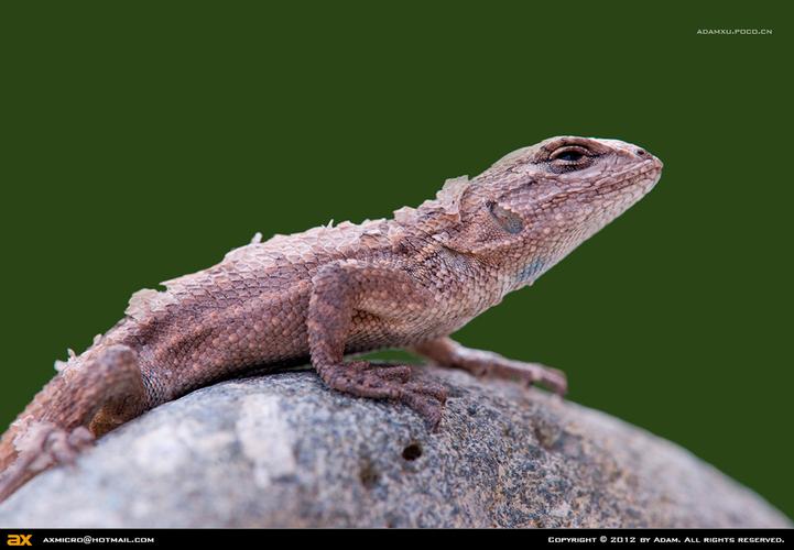 标题:正在蜕皮的小蜥蜴