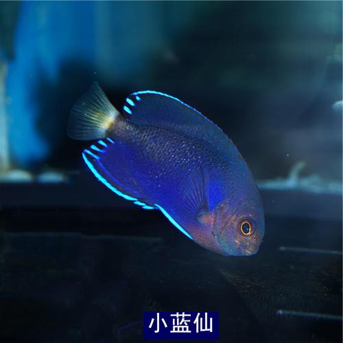 白点海水神仙拉马克六间小蓝观赏鱼新娘海鱼宠物鱼