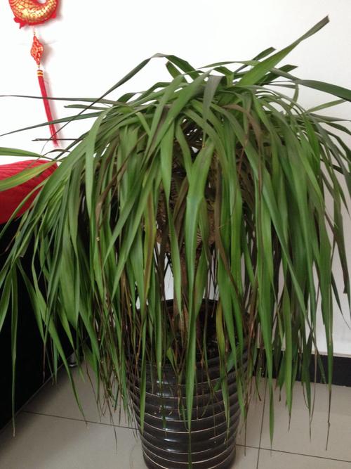 龙血树叶子干枯下垂怎么办