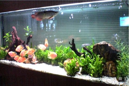 专业清洗鱼缸鱼缸护理水族箱造景