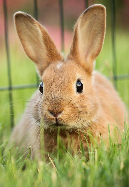 兔子图片