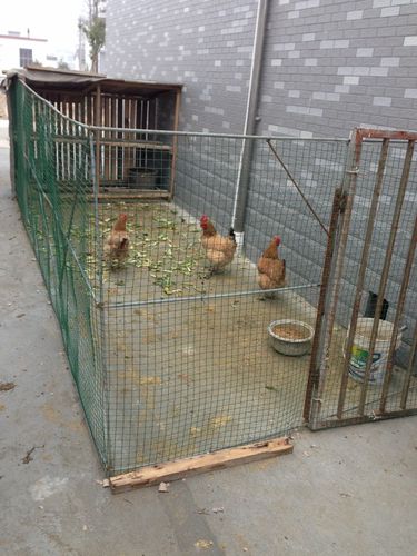 房屋的侧边还保留着鸡舍.