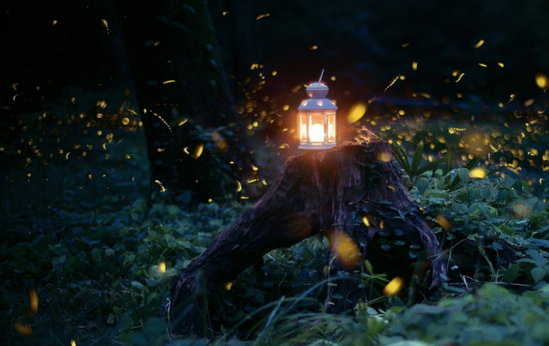 描写萤火虫的优美句子有关萤火虫的浪漫诗句