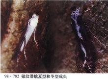 银纹潜蛾