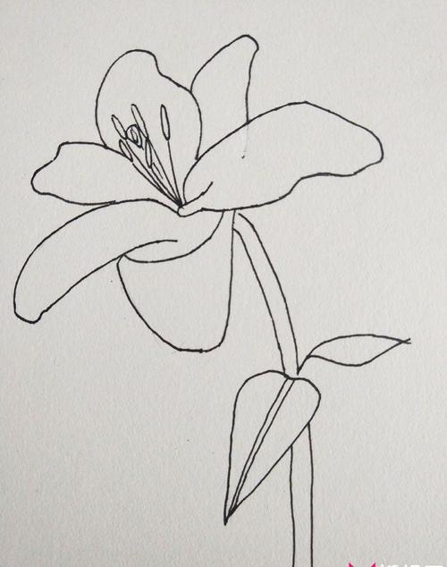 百合花怎么画简单好看百合花简笔画图片步骤