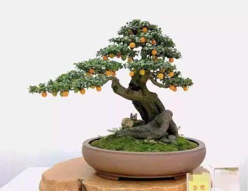 学会这几招金弹子植株矮霸结果丰硕来看看吧