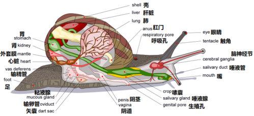 蜗牛为什么牙齿最多