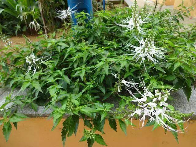 村边一种野物,人称"猫须草",内含"橙黄酮"克癌变,见到