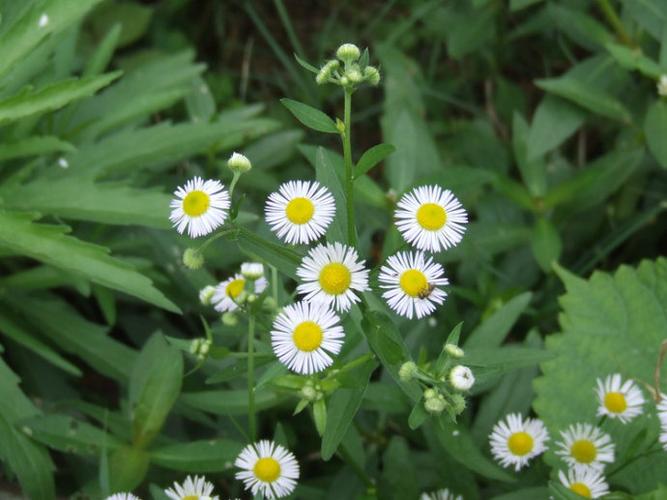 春在溪头黄鳝草 散文 (2010-05-05)