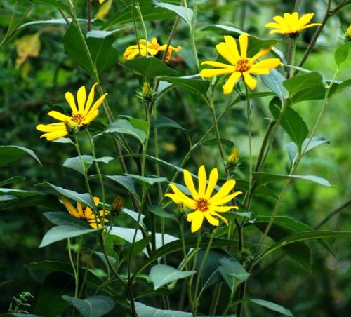 日月峡中草药:菊芋