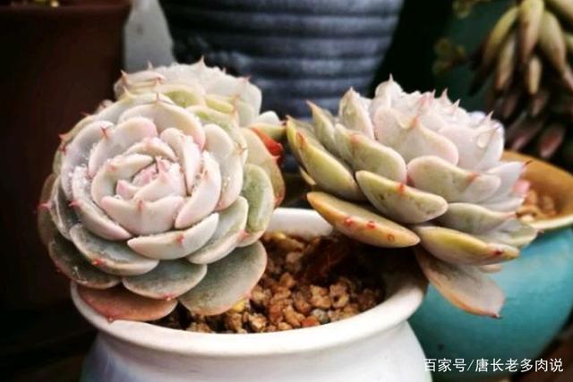 多肉雪域虽然单头不大,但容易群生,养护时间稍长就会