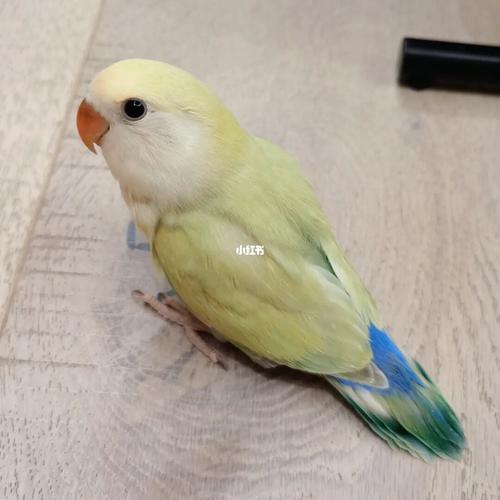 牡丹鹦鹉宝宝金顶白面奥桂为啥是网红鸟