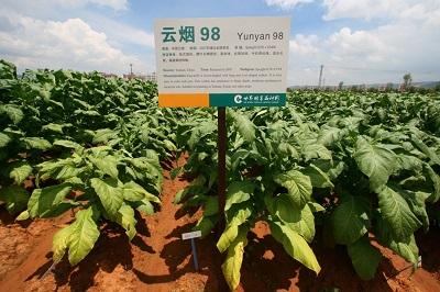 烤烟品种云烟98主要特征特性