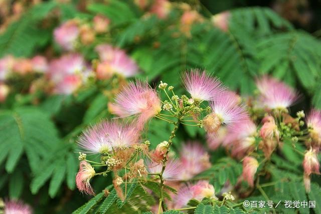 含羞草的形态特征,你了解多少啊?
