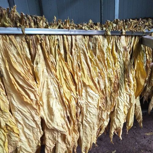 梳式烟夹烤烟夹子梳式烤烟夹烤烟夹烤烟编烟夹子烤烟