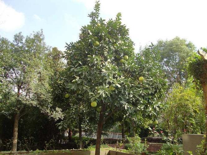 香泡树立支柱绑缚新稍稍稍拢住即可