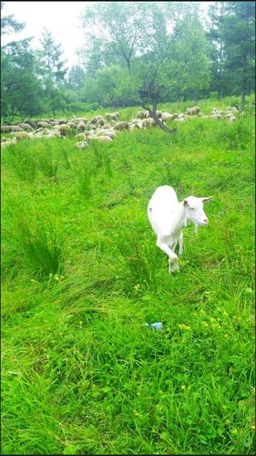 一个农村养花人的幸福生活