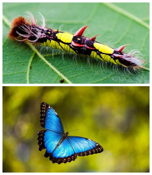 毛毛虫变蝴蝶图片(3)
