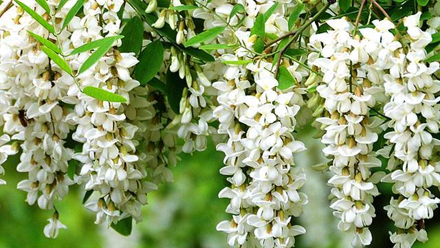 摘洋槐花时,别只挑大的,认准"这一种",味道好吃,还耐存放