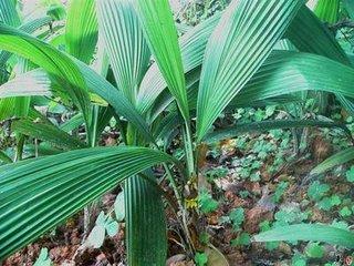 其叶似茅,根状茎久服益精补髓,增添精神,故有仙茅之称,别名地