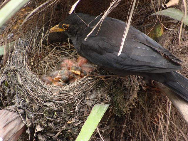 市民家阳台连续5年被同一种鸟筑巢,这个鸟叫乌鸫又叫百舌鸟
