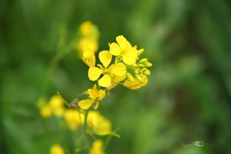在河北塞北管理区,由于气候等条件,油菜花开花较晚,漫山遍野的油菜花