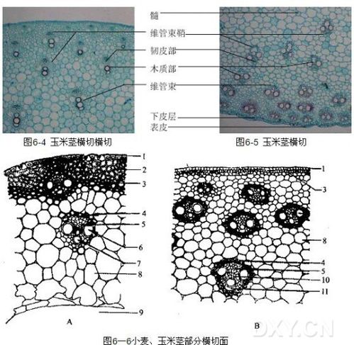 植物茎的结构及其功能的观察(图)