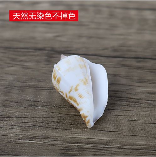 天然多环小凤凰螺海螺贝壳鱼缸造景装饰贝壳工艺批发白口螺一斤装