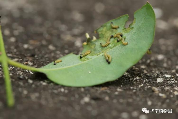刚孵化出来的报喜斑粉蝶幼虫开始啃食檀香叶面