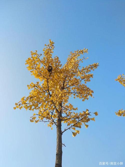 银杏树的美在于金黄色的树叶和笔直挺拔的树干