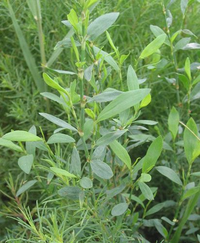 扁蓄biǎnxù扁嘴芽大百科