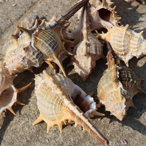 厂家批发天然长刺螺小刺螺女巫骨螺贝壳海螺diy长刺一斤装的