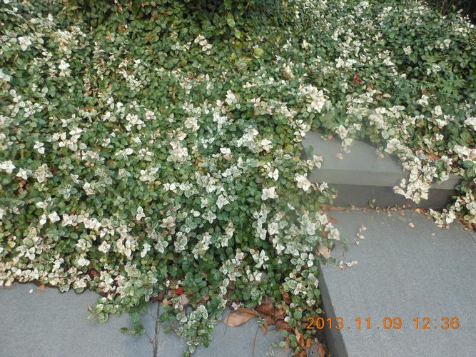 请问这又是什么藤本花卉植物