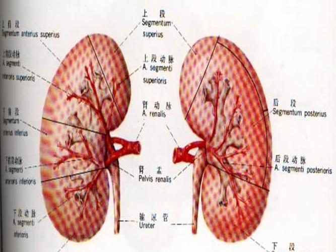腹部血管肾脏ppt