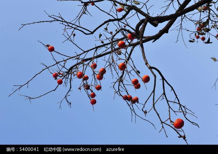蓝天下的柿子树