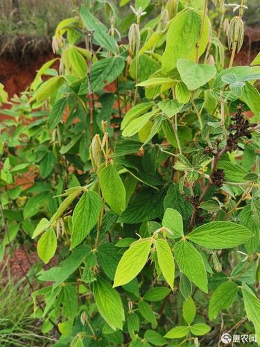 千斤拔 大叶千斤拨