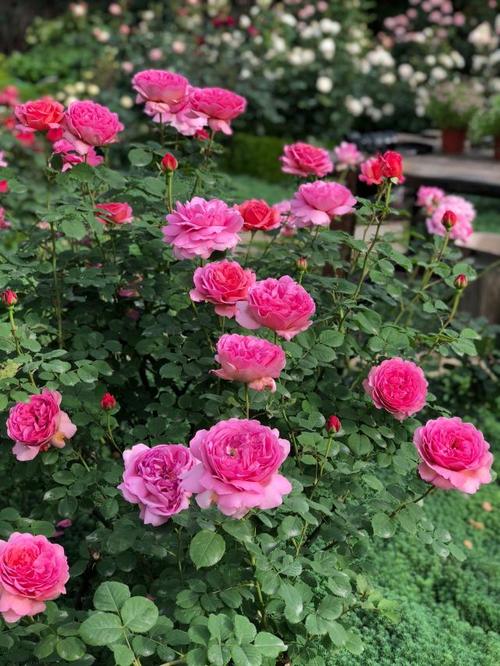 月季"肯特公主"—颜值高,花香浓,四季勤开花,院子阳台