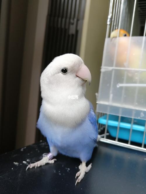 牡丹鹦鹉品种介绍大全【四】闪/派特