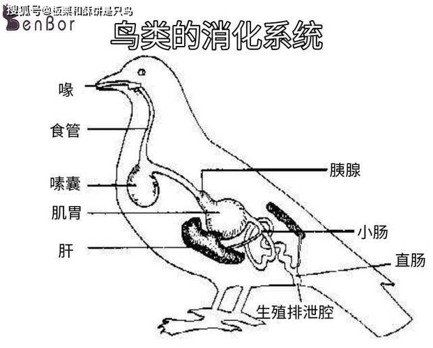为什么鸟每天喝脏水,吃变质食物也不生病?鸟:看看我喝醉的样子