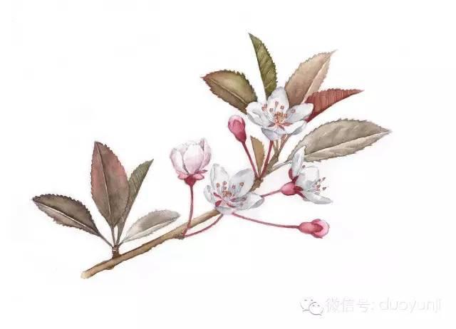 紫叶李,新叶常年紫褐色为重要特征