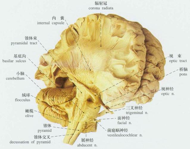 锥体束在离开大脑皮质后,经内囊和大脑脚至延髓(大部分神经纤维在延髓
