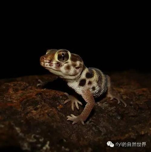 萌萌哒的大眼睛--《蛙眼守宫饲养手册》
