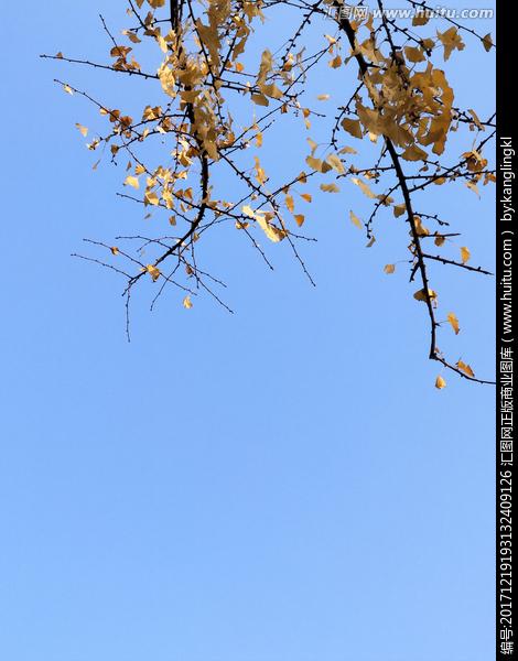 [正版商业] 蓝枝