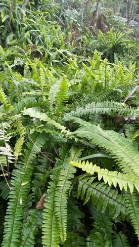 肾蕨,凤凰蛋,化狗儿