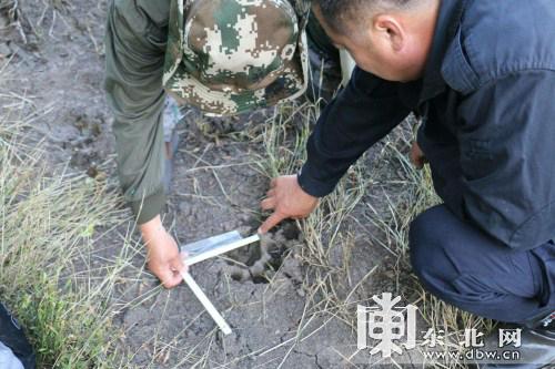 工作人员对虎掌印进行测量.