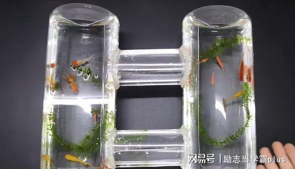 看完这个塑料瓶巧改造成鱼缸的小窍门,废物利用好看又实用,让你的