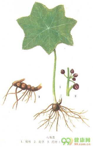 中药七角莲又名叫什么?